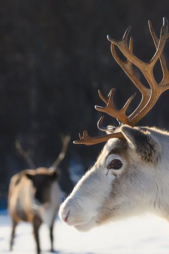 Rendier in de sneeuw tijdens de winter in Noord Noorwegen