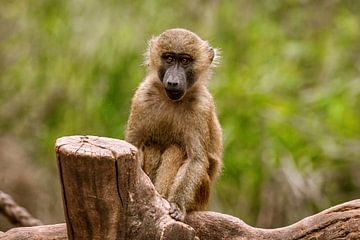 Baby-aapje van Larsphotografie