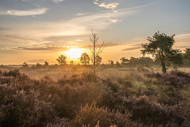 La lande de Kalmhout sur fotografiebiezen