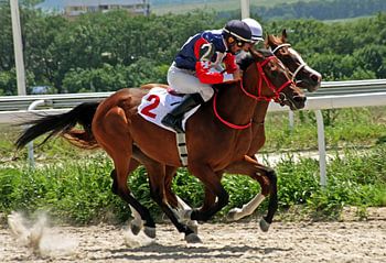 Gros plan sur les portes de départ des courses de chevaux.