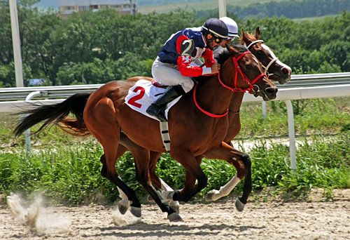 Start gates for horse races closeup.
