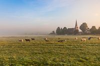 Dutch misty landscape with grazing sheep with the town of IJlst in Friesland in the background. Wo