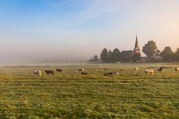 Hollands nevelig landschap met grazende schapen met op de achtergrond de stad IJlst in Friesland. Wo