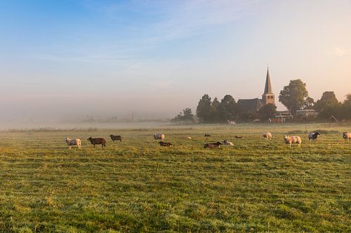 Dutch misty landscape with grazing sheep with the town of IJlst in Friesland in the background. Wo