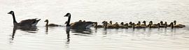 Canada geese with large flock by patrick verweire