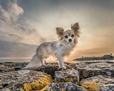 Kleine hond, chihuahua poseert tijdens zonsondergang op de pier van Laaxum, Friesland. van Harrie Muis thumbnail