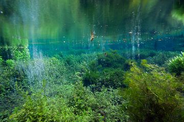 Underwater landscape by Matthijs de Vos