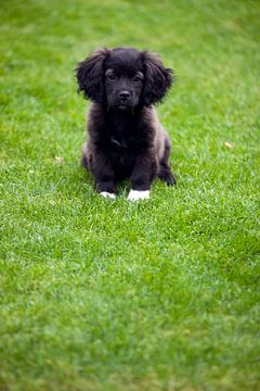 Zwart puppy hondje met witte pootjes in het gras van Edith Wijte