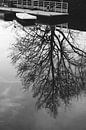 Weerspiegelde boom in een rustig meer - Elegantie in zwart-wit van Carolina Reina thumbnail