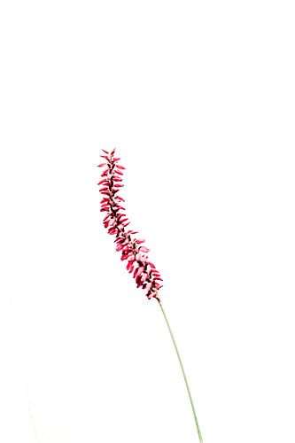 Bloem in Minimalistische Stilte Rood Accent