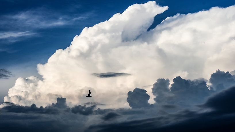Wolk Fotografie Vogel Donkerblauw Wit 16x9 van Martijn Jebbink Fotografie