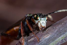 Tenthredo ferruginea van Jeroen  Ruël