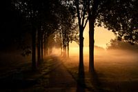 Allée d'arbres