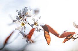 Blossom Currants by Justin Sinner Photography (Photographer on Texel)
