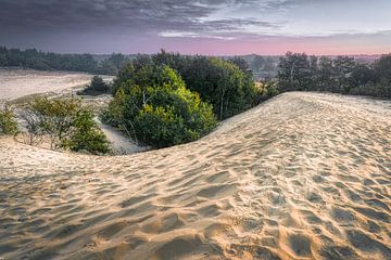 Dunes de Loonse et Drunense sur Peter Smeekens