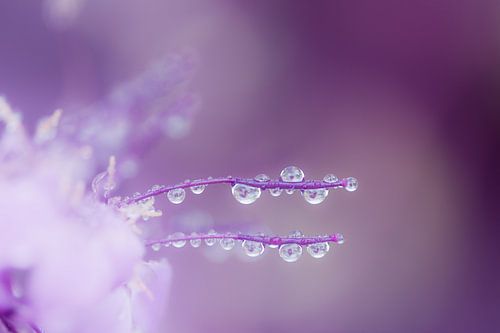 Abstracte macrofoto van een bloem met dauwdruppels