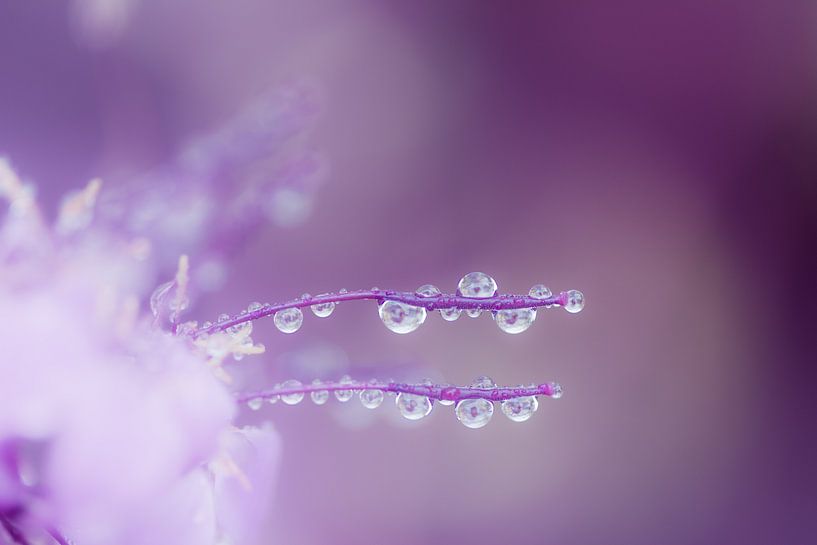 Abstract macro photo of a flower with dew drops by ManfredFotos