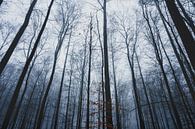 Fog in the Westerwald by flotografie thumbnail
