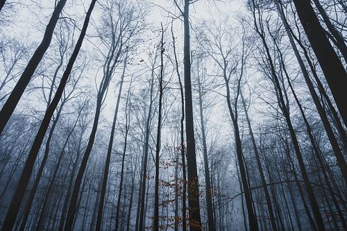 Fog in the Westerwald