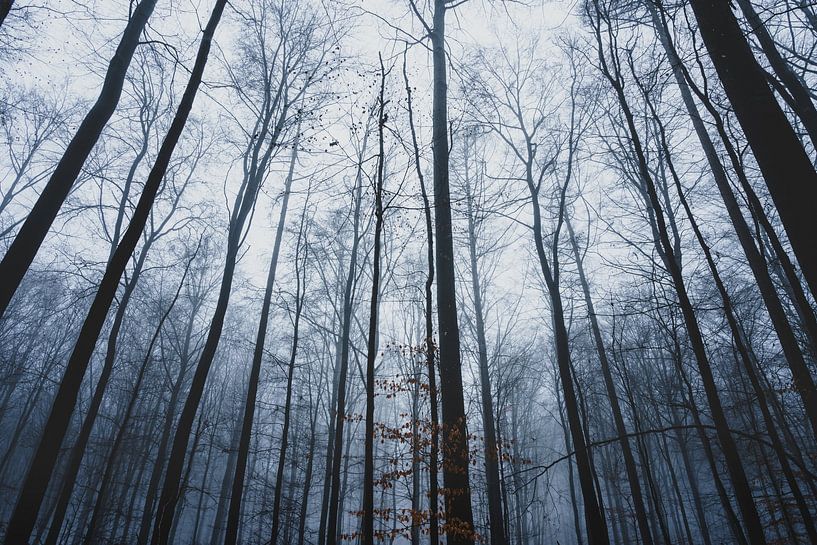 Fog in the Westerwald by flotografie