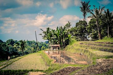 Uitzicht op rijstvelden in Bali van Bianca  Hinnen