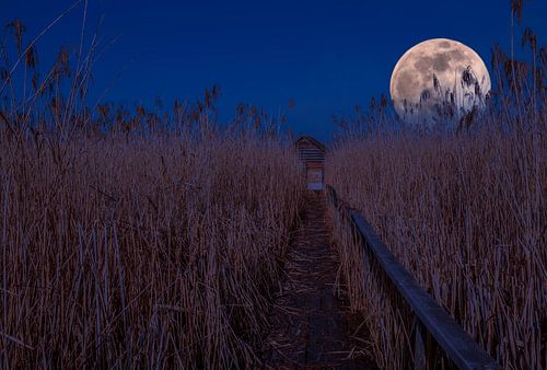 BADEN-WÜRTTEMBERG : BAD BUCHAU - DE HUT EN DE MAAN IN DE HEI