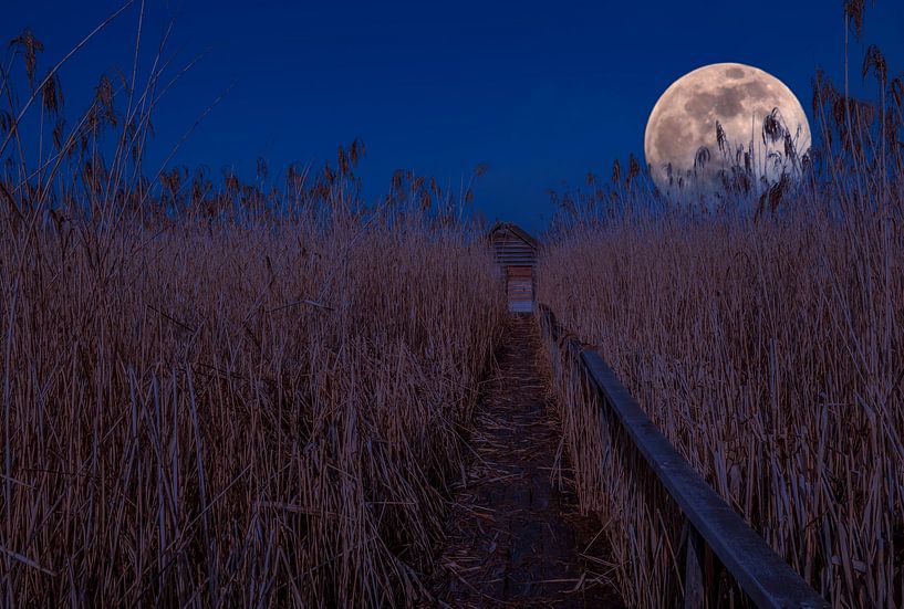 BADEN-WÜRTTEMBERG : BAD BUCHAU - DIE HÜTTE UND MOND IM MOOR von Photoart-Naegele