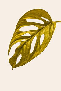 Golden Monstera Masque de singe ou feuille de plante à trous