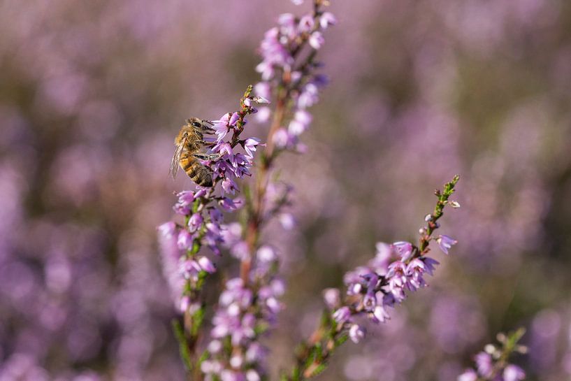 Honeybee on heather by André Dorst
