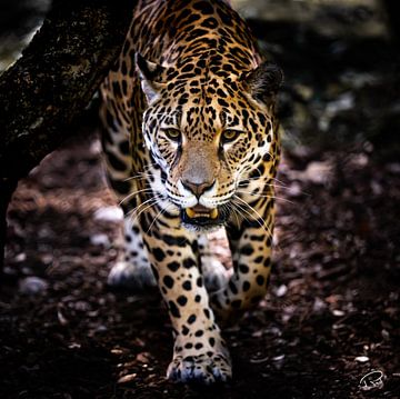 Jaguar/ Léopard sur Remco Rust
