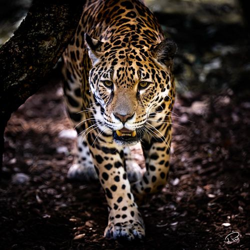 Jaguar/ leopard