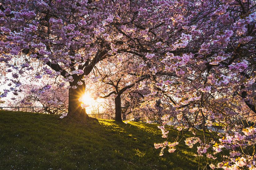 Bloei van de Japanse sierkers in Kassel van Catrin Grabowski