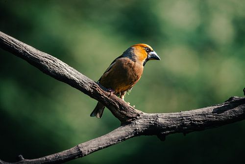 Hawfinch on a branch