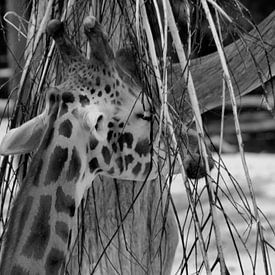 Giraffe van Capture Fotografie