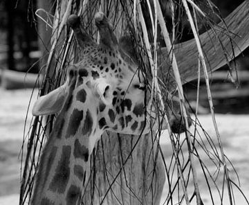 Giraffe sur Capture Fotografie