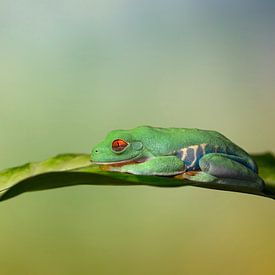 Smile on your Face von Peter R