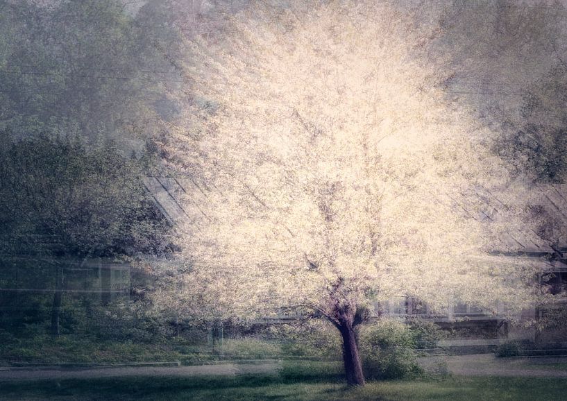 Apple tree, Katarina Holmstrom by 1x