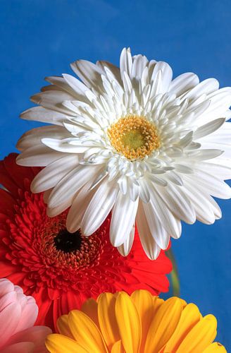 Gerbera