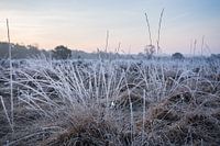 Malpieheide Zonsopgang