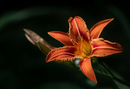 Magnificent daylily against a dark background