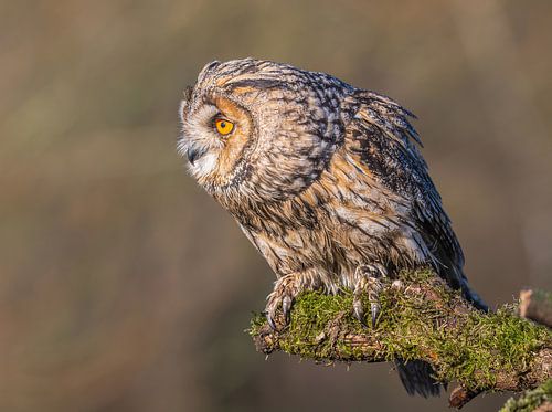 Hibou des marais à Bunnik
