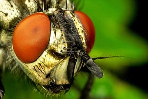 Des yeux de mouche de taille géante