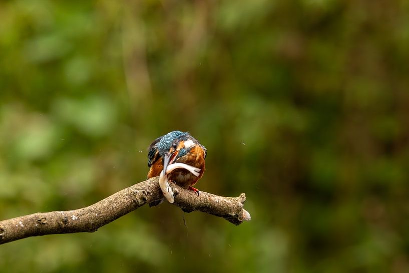 met buit van vdzwanfotografie