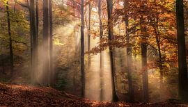 Herfstbos met kleuren