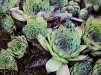 Roof houseleek