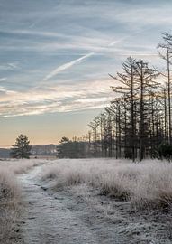 Planken Wambuis Teil 137 von Tania Perneel