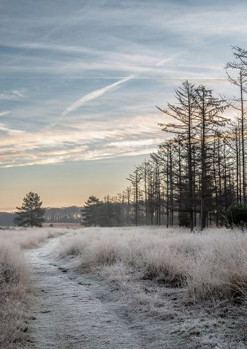 Planken Wambuis part 137