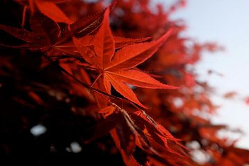 'Japanse esdoorn', Tsumago- Japan von Martine Joanne