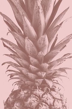 Ananas Nahaufnahme 01, 1x Studio III von 1x