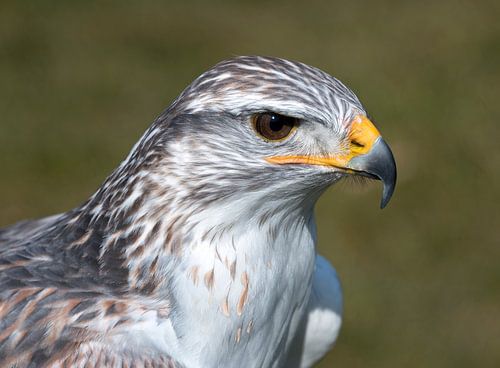 closeup van een buizerd